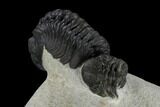 Detailed Reedops Trilobite With Friend #119044-5